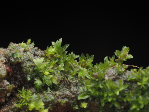 iNaturalist observation photo of pocket mosses