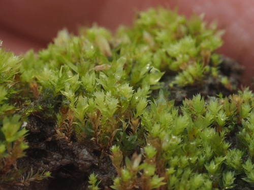 iNaturalist observation photo of Bryaceae