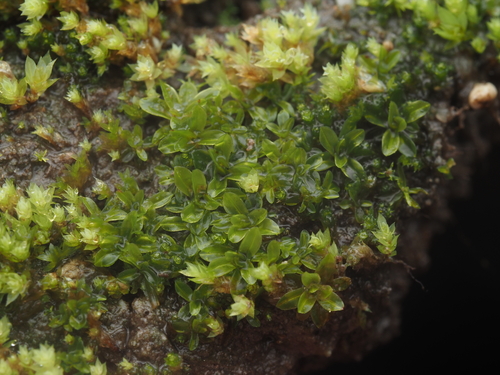 iNaturalist observation photo of Wideleaf Crumia Moss