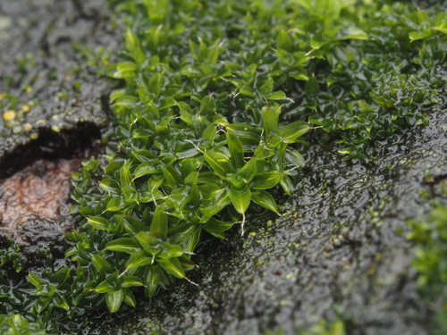 iNaturalist observation photo of Syntrichia