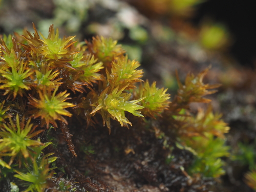 iNaturalist observation photo of Lyell's Bristle-moss