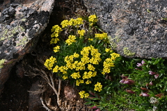 Draba exunguiculata