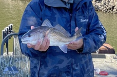Sciaenops ocellatus
