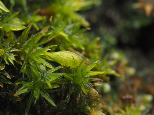 iNaturalist observation photo of Bristle mosses
