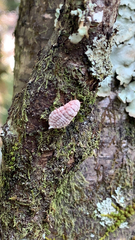 Coelostomidia