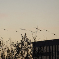 Branta canadensis