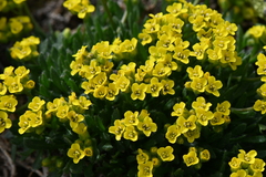 Draba exunguiculata