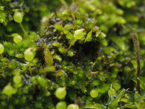 iNaturalist observation photo of Silver Hair Moss