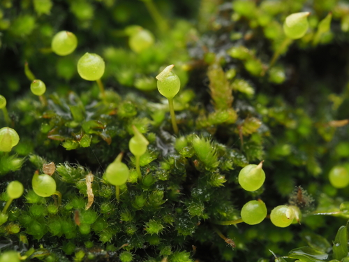 Fabronia pusilla