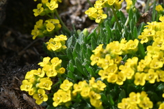 Draba exunguiculata