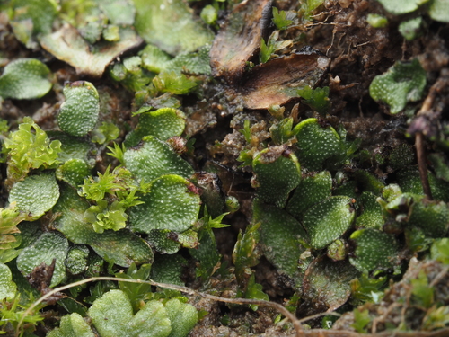 iNaturalist observation photo of Orobus-seed Liverwort