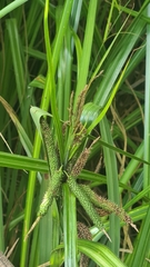 Carex geminata