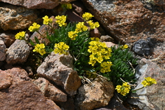 Draba exunguiculata