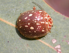 Paropsis geographica
