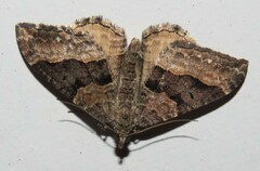 Hydriomena deltoidata