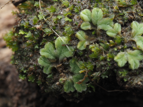 iNaturalist observation photo of Common Crystalwort