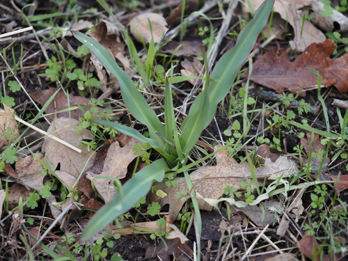 iNaturalist observation photo of wavy-leafed soap plant