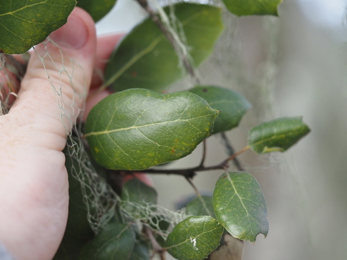 iNaturalist observation photo of coast live oak