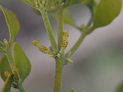 Phoradendron villosum