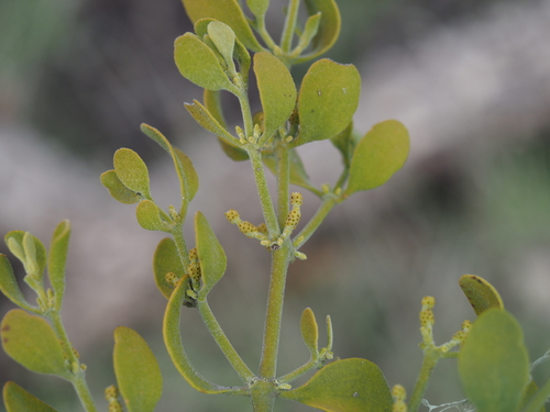 iNaturalist observation photo of oak mistletoe