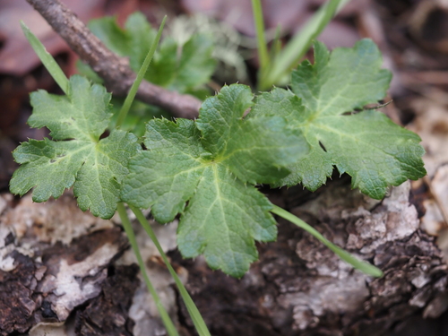 iNaturalist observation photo of Pacific Sanicle