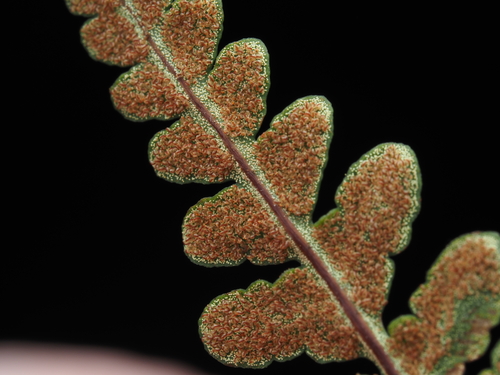 iNaturalist observation photo of goldback fern