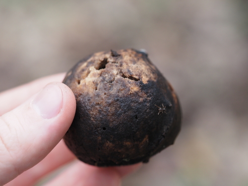 iNaturalist observation photo of Oak Gall Wasps