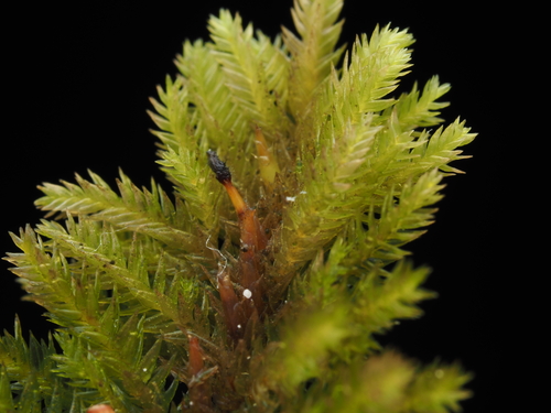 iNaturalist observation photo of dendroalsia moss