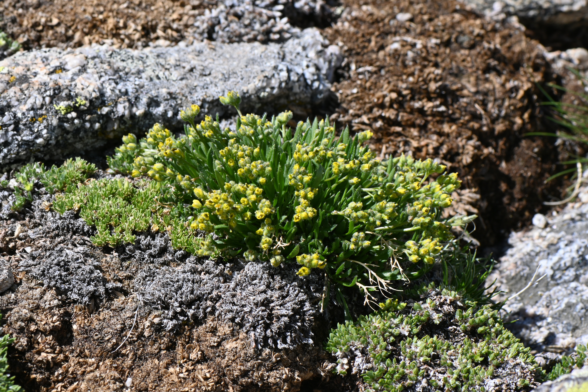 Draba exunguiculata