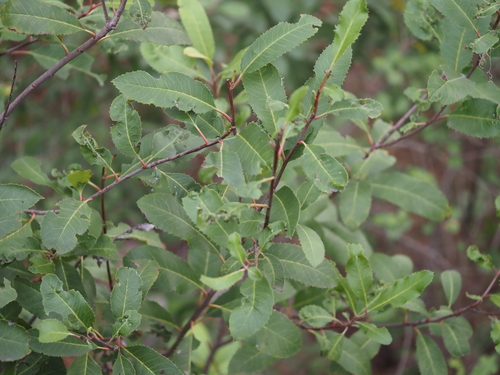 iNaturalist observation photo of Toyon