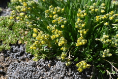 Draba exunguiculata