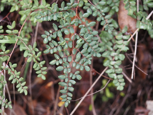 iNaturalist observation photo of Coffee Fern