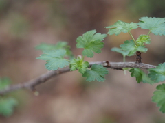 Ribes californicum
