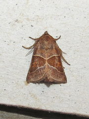 Lemmeria digitalis