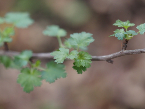 iNaturalist observation photo of hillside gooseberry