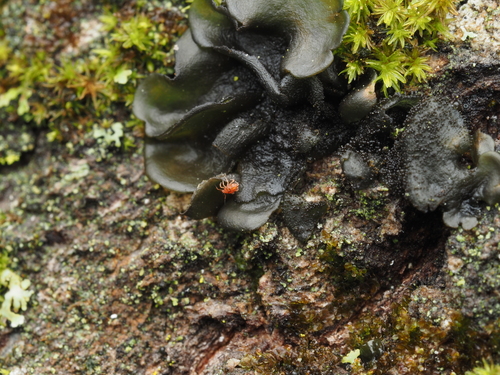 iNaturalist observation photo of Whiskered Jelly Lichen