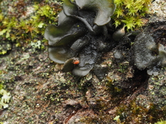 Leptochidium albociliatum