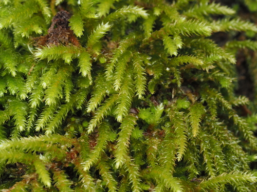 iNaturalist observation photo of California antitrichia moss