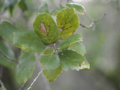 iNaturalist observation photo of coast live oak