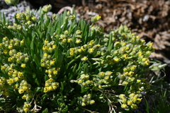 Draba exunguiculata