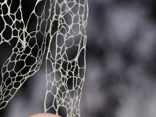 iNaturalist observation photo of lace lichen