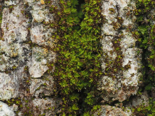 iNaturalist observation photo of Small Hairy Screw-moss