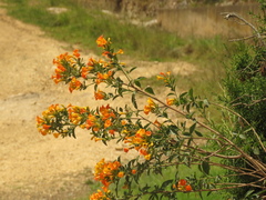 Streptosolen jamesonii