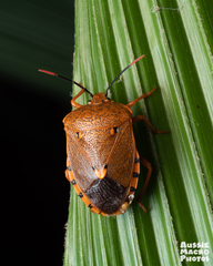 Anaxarchus pardalinus