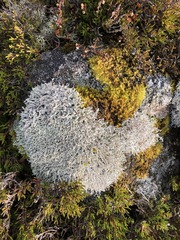 Racomitrium lanuginosum