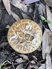 Agaricus bisporus