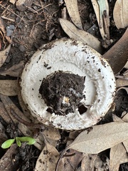 Agaricus bisporus