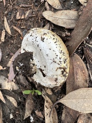 Agaricus bisporus
