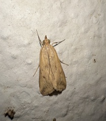 Pyraustini