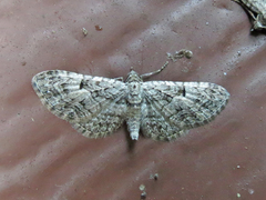 Eupithecia interruptofasciata